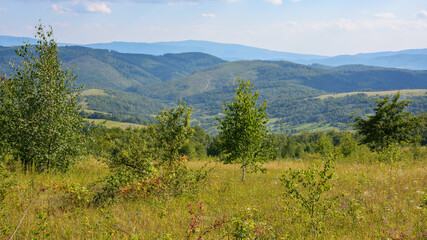 carpathian countryside with grassy meadows. hills with trees and blooming herbs