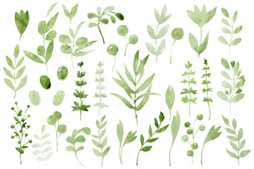 Set of elements with spring greenery, twigs, leaves and flowers. Hand drawn watercolor illustration isolated on white background