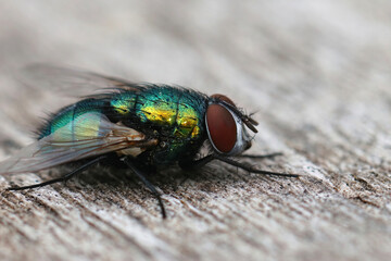 Closeup on a common green bottle fly, Lucilia sericata, sitting on wood in the garden