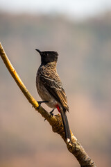 portrait of red-vented bulbul red backed shrike on branch posing