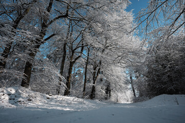 Waldweg Schnee