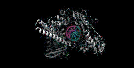 Human DNA topoisomerase, anticancer drug target, 3D molecule in 4K 