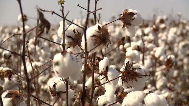 Static close-up of a cotton field in broad daylight. Agricultural industry