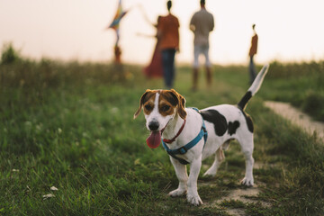 Jack Russell Terrier plays on grass, close-up. The concept of animals