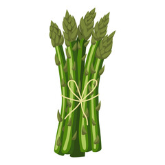 Asparagus. Vector illustration on a white background.