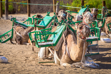 Close up of a camel. Camel caravan tour in the dunes of Maspalomas, Gran Canaria, Canary Islands.