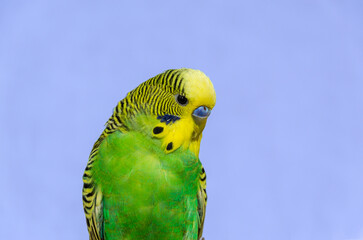 Adorable little green wavy parrot