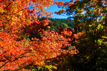 秋の京都・西明寺で見た、オレンジ色の紅葉と快晴の青空