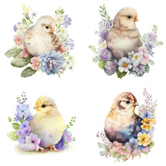 Easter set of chicken with flowers. Happy Easter day! Spring holiday. Watercolor illustration isolated on white background