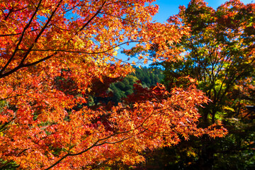 秋の京都・西明寺で見た、オレンジ色の紅葉と快晴の青空
