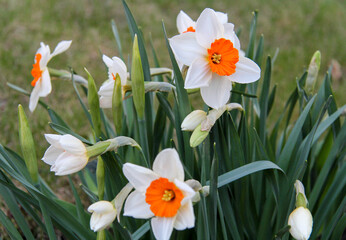 White Daffodils with orange core in the garden. Spring flowers.