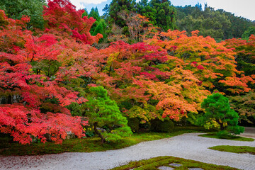 秋の京都・南禅寺の天授庵で見た、カラフルな紅葉