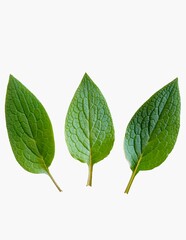Fototapeta premium green leaf isolated on white background