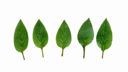 fresh leaves isolated on white, green leaves background 