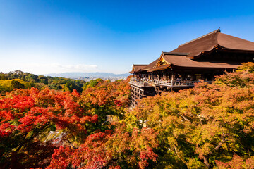 Fototapeta premium 秋の京都・清水寺で見た、色鮮やかな紅葉と快晴の青空