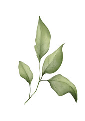 Watercolor botanical illustration of green branch © yuliia lashevska