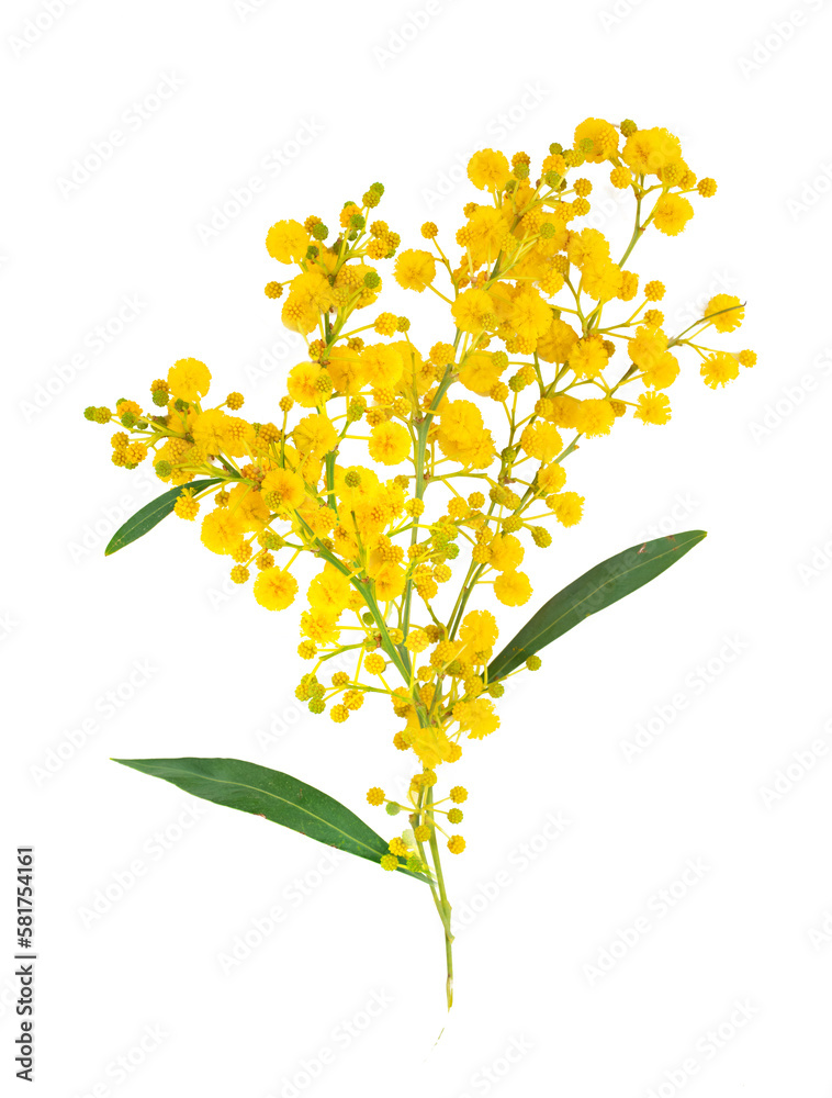 Poster mimosa branch isolated on transparent background.