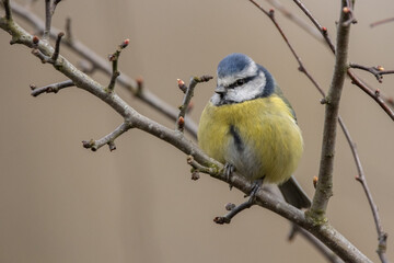Blue tit on a branch