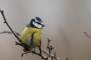 Blue tit sitting on a branch