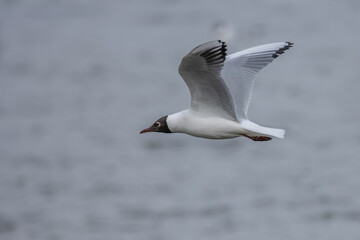 seagull flying in the sky