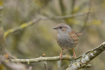 Dunnock sitting on a branch 