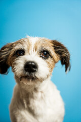 Ein kleiner Terrier Hund blickt in die Kamera. Blauer Hintergrund, Studioaufnahme.