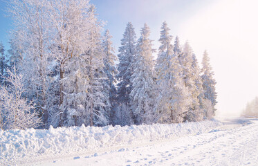 Forest covered by snow and hoarfrost, foggy blue sky in background. Road in deep snow in front of winter trees.