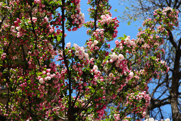 A pink Japanese flowering cherry blossom with a clear blue sky in the background
