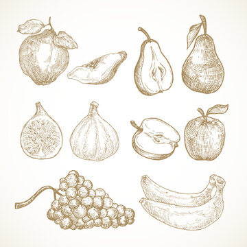 Hand Drawn Fruits Vector Illustrations Collection. Apples, Pears, Quince, Figs, Grapes and Bananas Sketches Set. Natural Food Doodles. Isolated