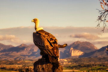 vulture perched on a log observing the environment during a sunrise or sunset