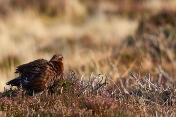 Red Grouse (Lagopus lagopus) on a grouse moor in the highlands of Scotland, United Kingdom. 