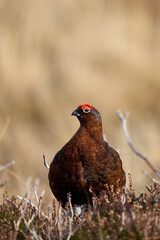 Red Grouse (Lagopus lagopus) on a grouse moor in the highlands of Scotland, United Kingdom. 