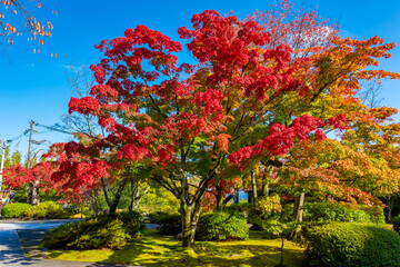 秋の京都・将軍塚青龍殿で見た、入り口横の真っ赤な紅葉と快晴の青空