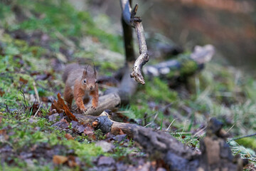 Red Squirrel (Sciurus vulgaris) running and jumping over a woodland floor during winter in the highlands of Scotland, United Kingdom.