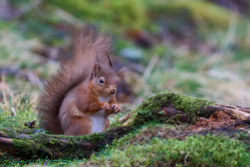 Naklejka na ściany i meble Red Squirrel (Sciurus vulgaris) eating a nut in woodland during winter in the highlands of Scotland, United Kingdom.