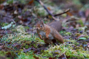 Naklejka na ściany i meble Red Squirrel (Sciurus vulgaris) running and jumping over a woodland floor during winter in the highlands of Scotland, United Kingdom.