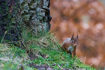 Red Squirrel (Sciurus vulgaris) in woodland during winter in the highlands of Scotland, United Kingdom.