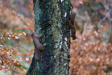 Red Squirrel (Sciurus vulgaris) in woodland during winter in the highlands of Scotland, United Kingdom.