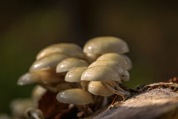 MUSHROOMS - Autumn forest life landscape