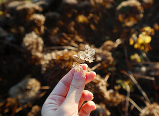 A woman's hand holding a small withered flower in the glow of a fall sunset amidst fallen leaves.