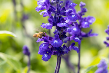2023 Mar 10,Hong Kong.bees collecting nectar from the Purple flowers