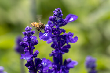 2023 Mar 10,Hong Kong.bees collecting nectar from the Purple flowers