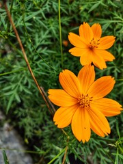 Couple orange flower in the garden
