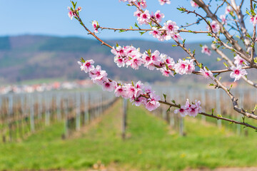 Mandelblüte an der südlichen Weinstrasse / Maikammer
