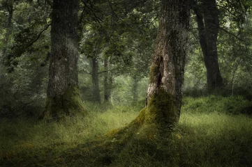 Wandcirkels aluminium Oak trees in Scotland © gavin