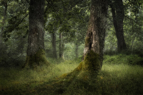 Oak trees in Scotland