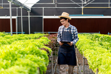 Young man smart farmer working and checking organic hydroponic vegetable quality in greenhouse...