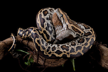 Naklejka premium Molurus bivittatus snake eating bird on isolated background, Indonesian snake