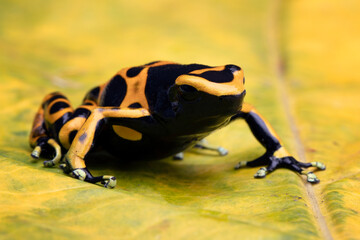 Dendrobates leucomelas closeup,  Dart frog closeup on leaves, Dart Frog closeup