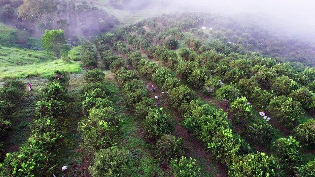 Aerial shot of farmers harvesting oranges in Penonome, Cocle province, Panama.